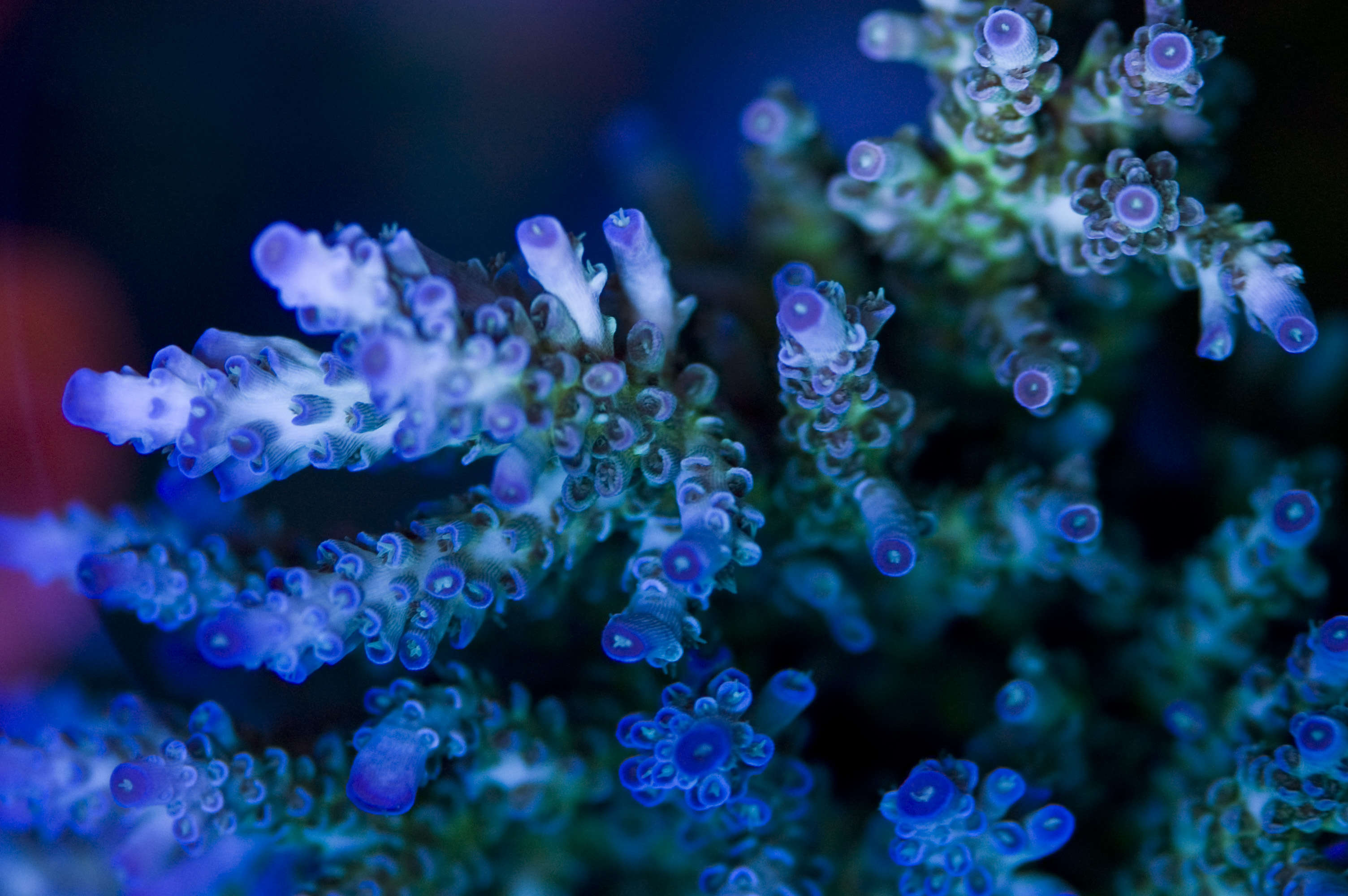 Acropora corals