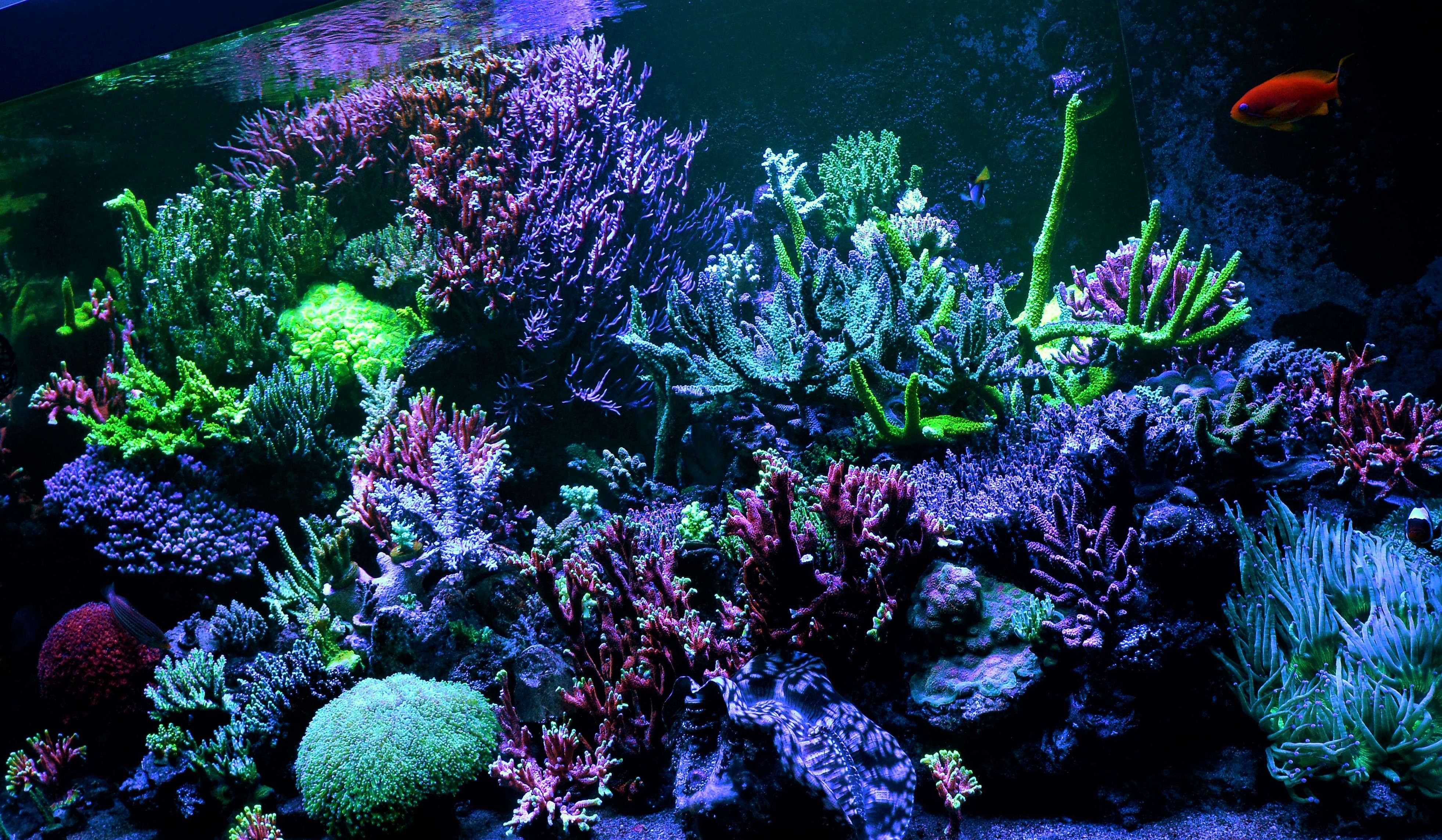 Introduction to Acropora Corals for the Beginner Reef Aquarium