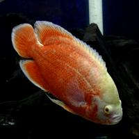 red albino oscar fish