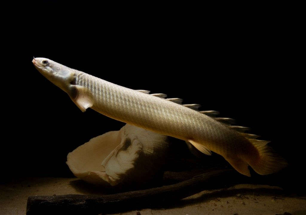 Polypterus senegalus outlet care