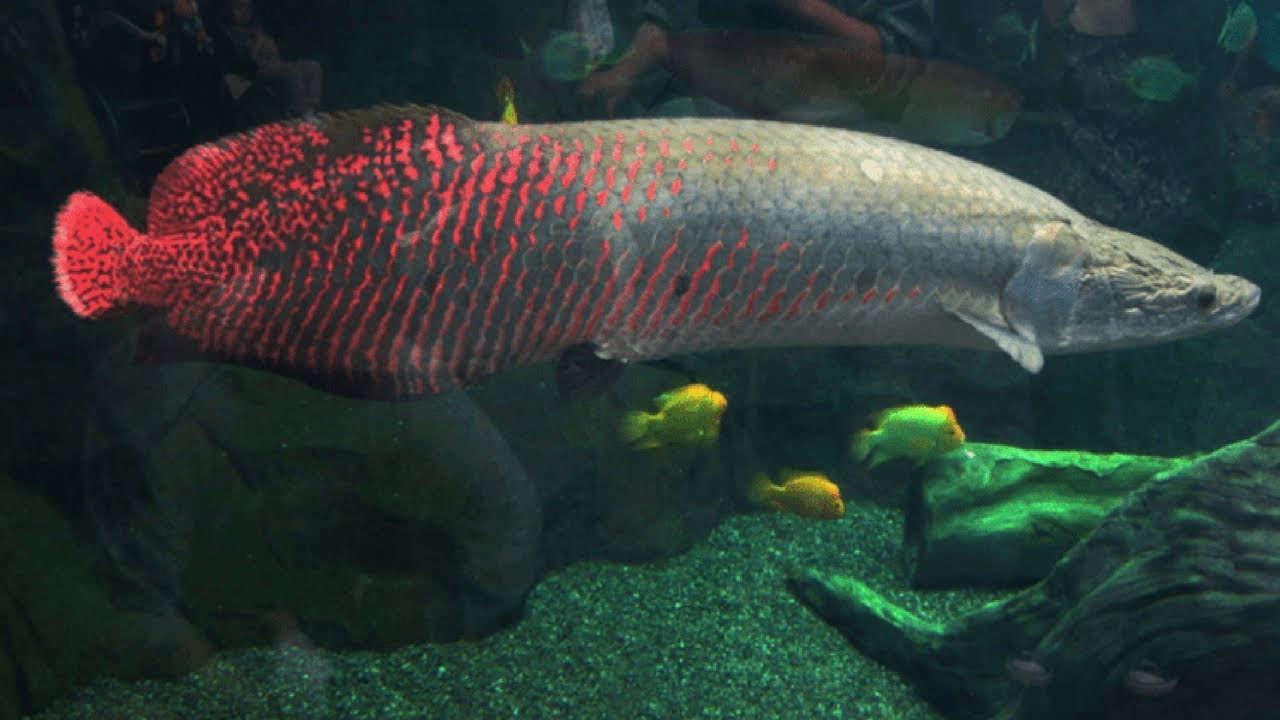 рыбы амазонки фото