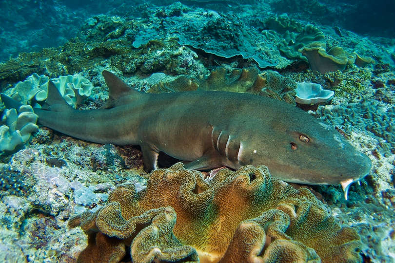 Baby Brown Banded Bamboo Shark