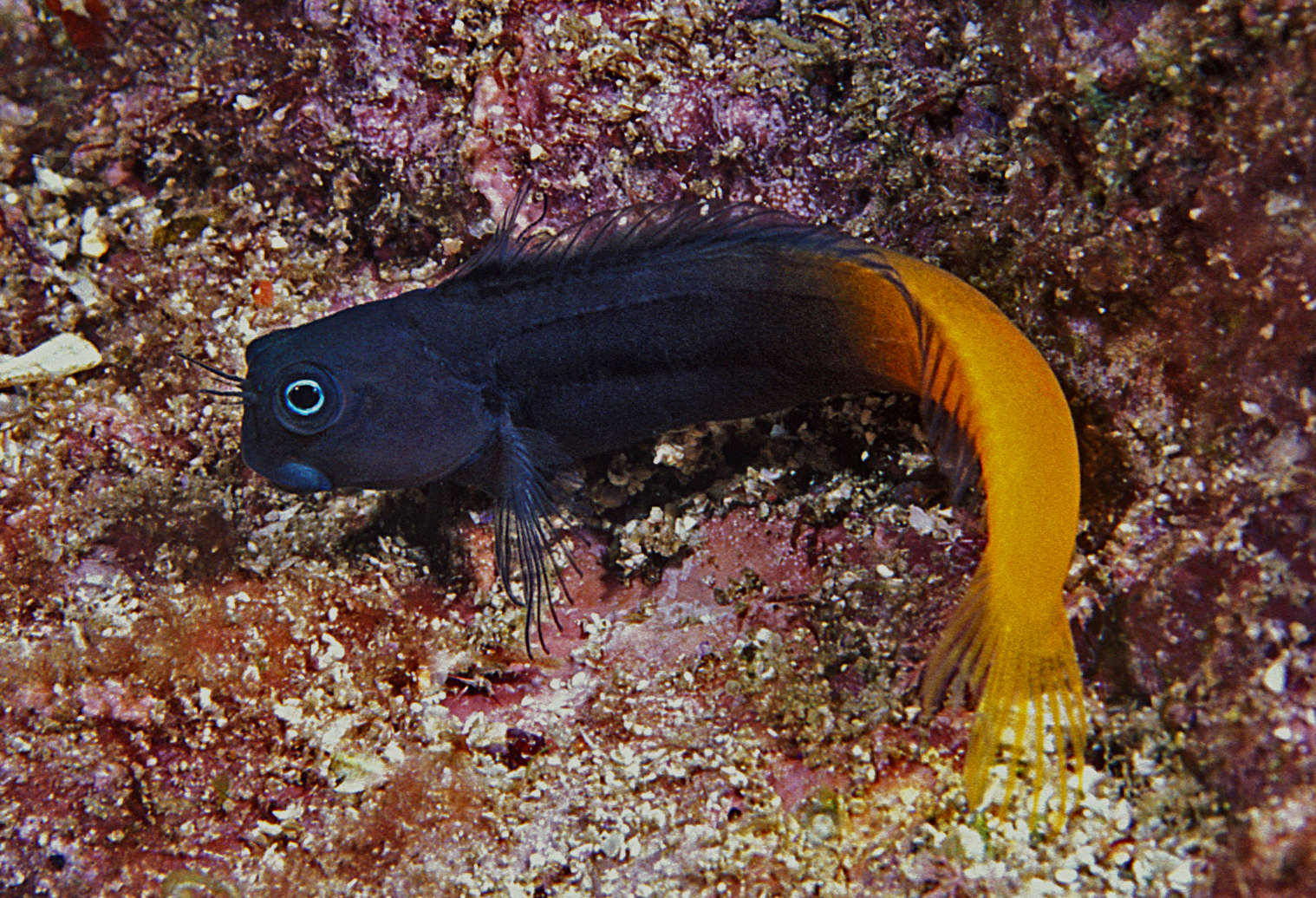 Bicolor Blenny