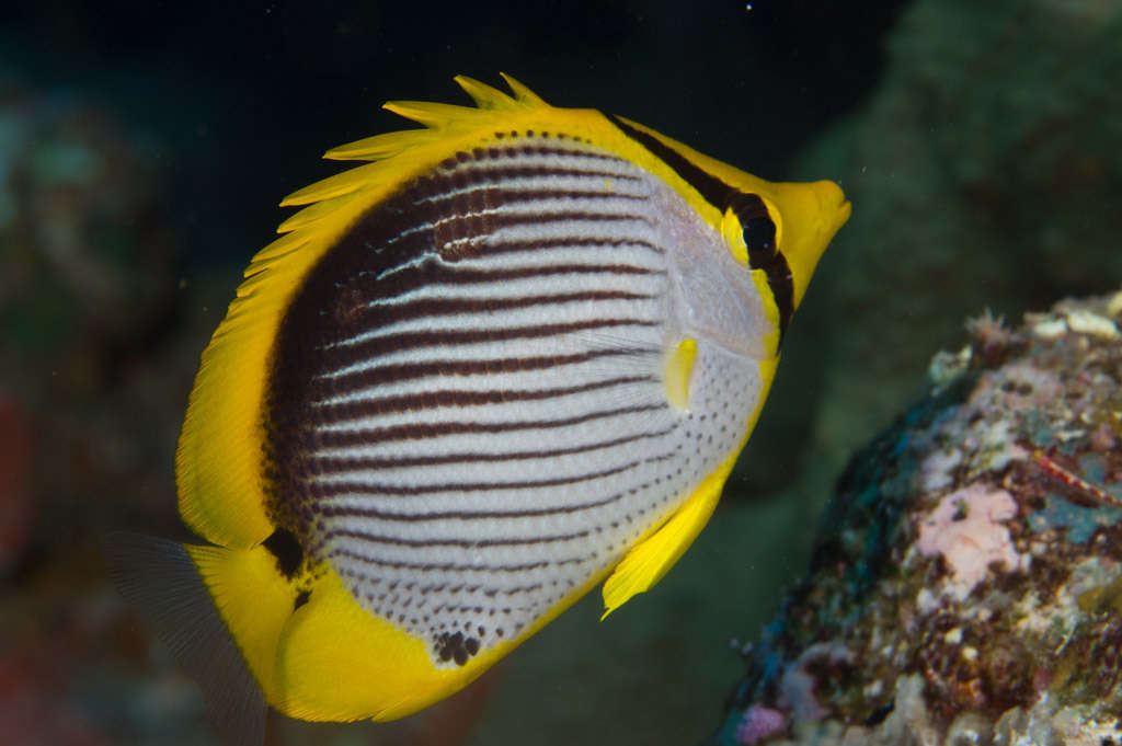 Black Back Butterflyfish Chaetodon Melannotus Species Profile Aquariumdomain Com