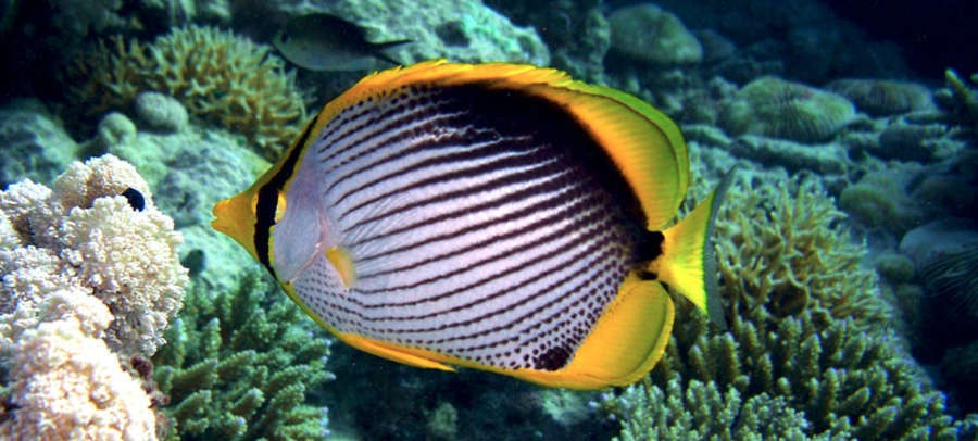 Black Back Butterflyfish Chaetodon Melannotus Species Profile Aquariumdomain Com