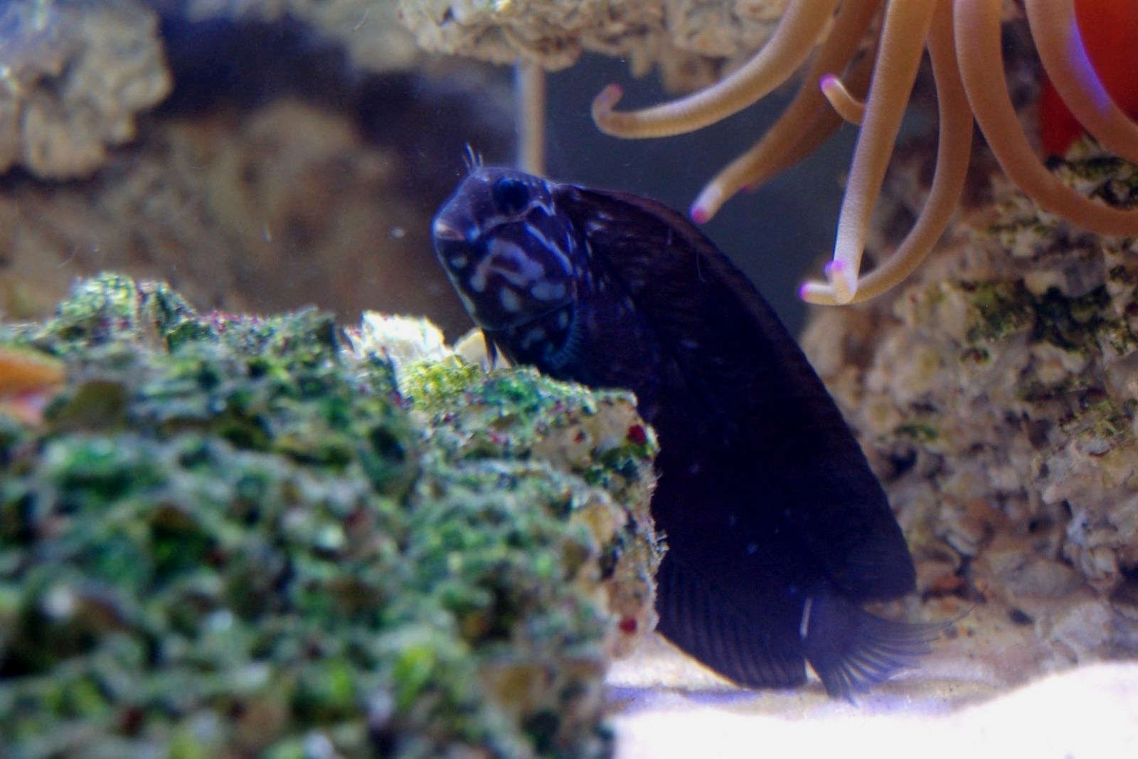 Black Combtooth Blenny (Ecsenius namiyei) Species Profile ::  AquariumDomain.com