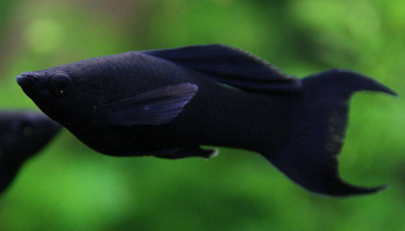 Black Molly Poecilia Latipinna Species Profile Aquariumdomain Com