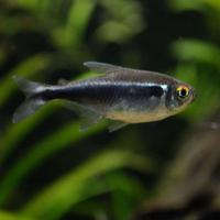 Black Neon Tetra (Hyphessobrycon herbertaxelrodi) – The Consolidated Fish  Farms Inc.