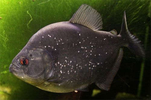 black piranha aquarium