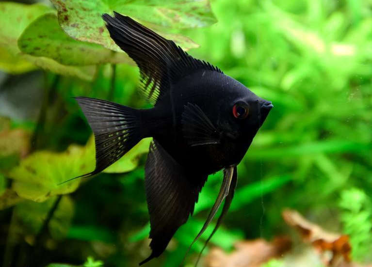 black angelfish freshwater
