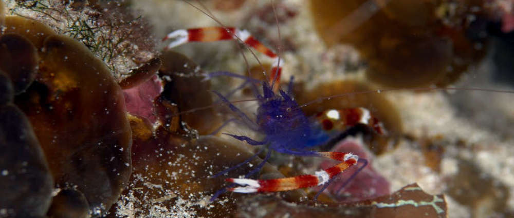 Banded Coral Shrimp Profile