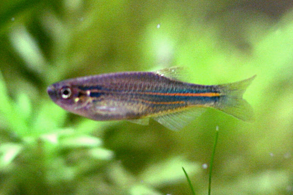 Blue Danio