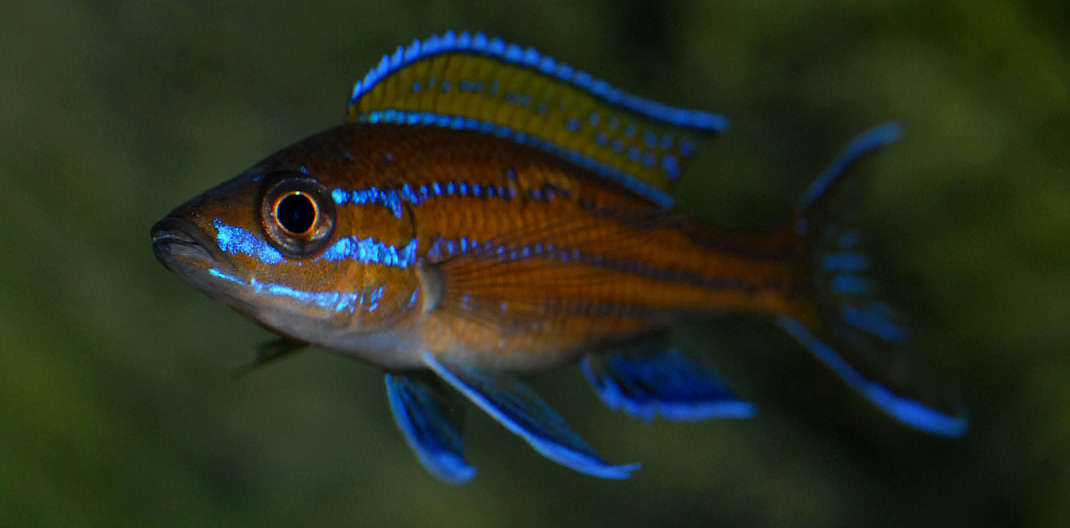 neon cichlid