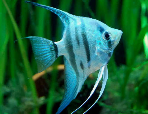 blue angel fish freshwater