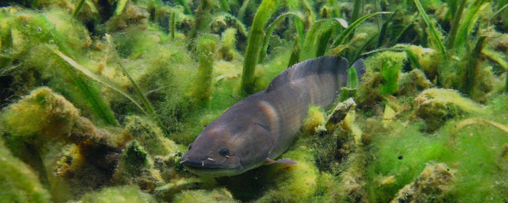 Bowfin Species Profile 