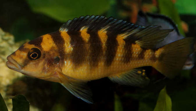 Bumblebee cichlid outlet care