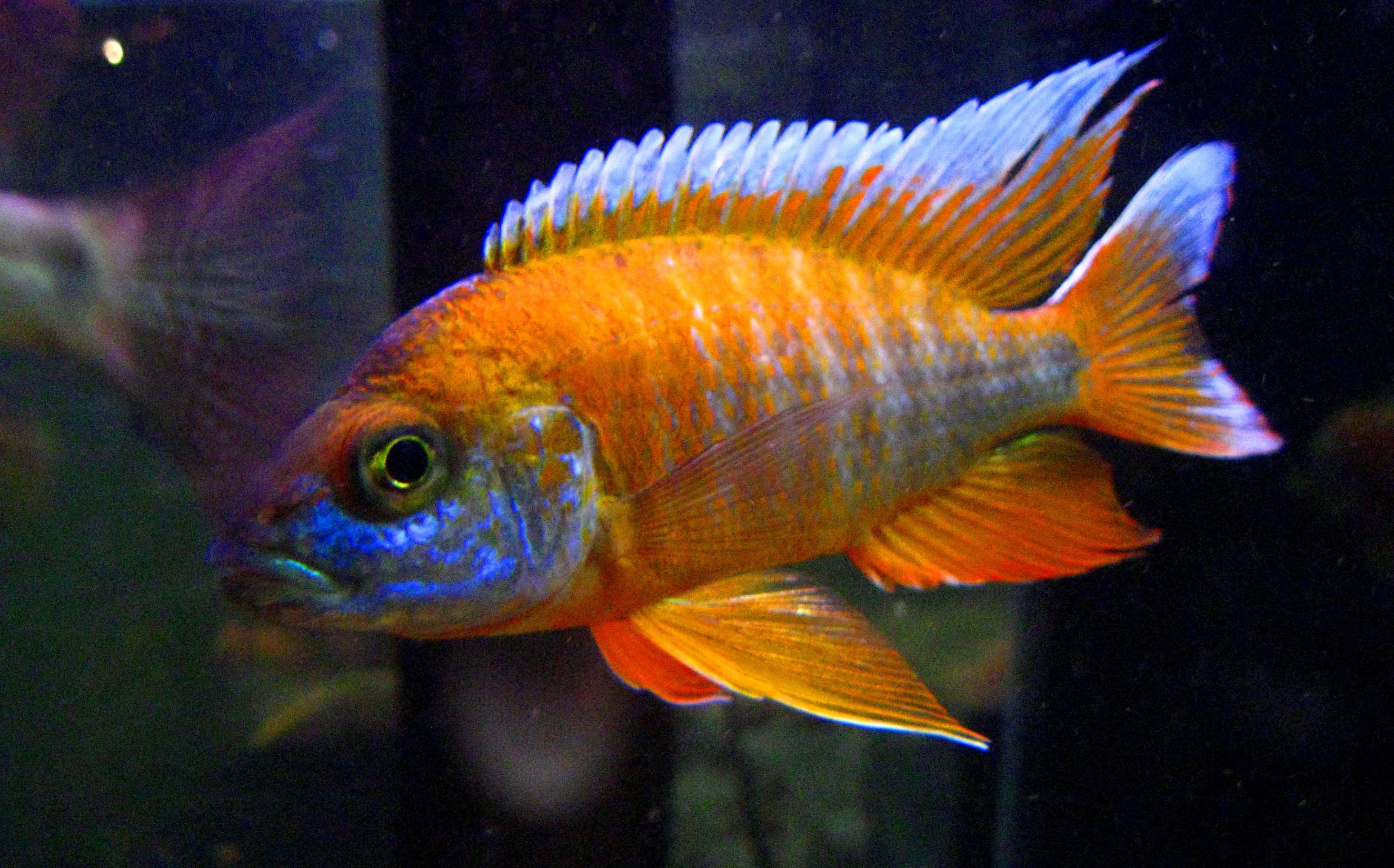 butterfly peacock cichlid