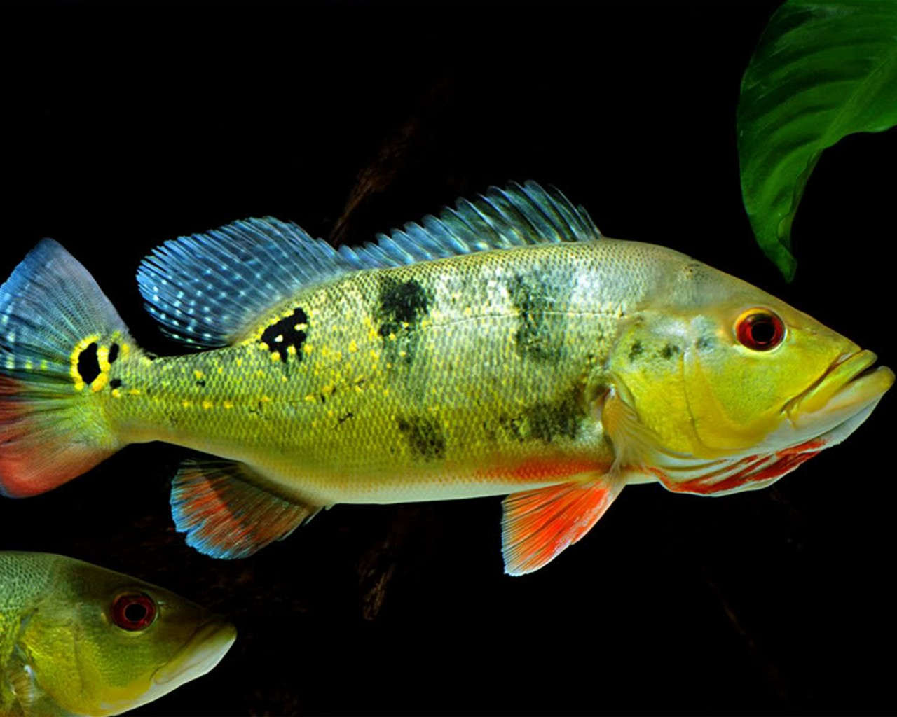 Butterfly Peacock Bass – Discover Fishes