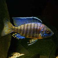 butterfly peacock cichlid