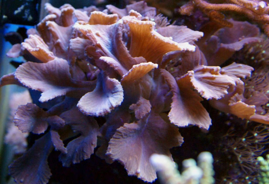 cabbage leather coral