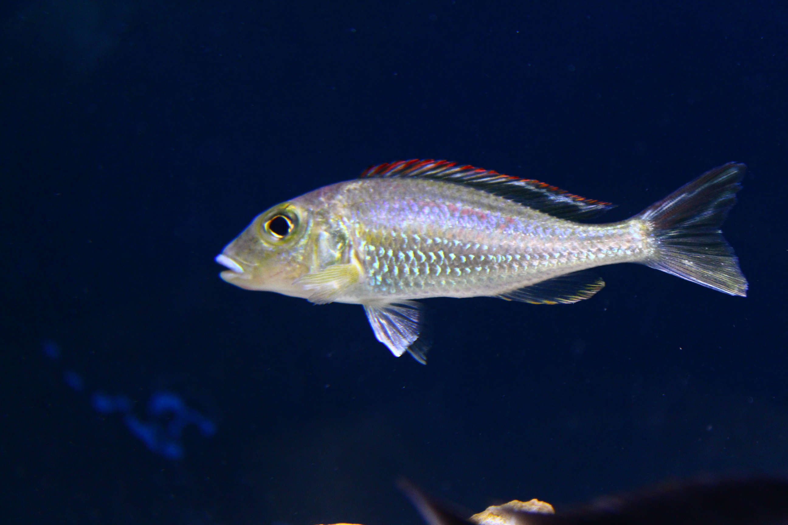 Callochromis Cichlid (Callochromis pleurospilus) :: African Cichlid Species  Profile :: AquariumDomain.com