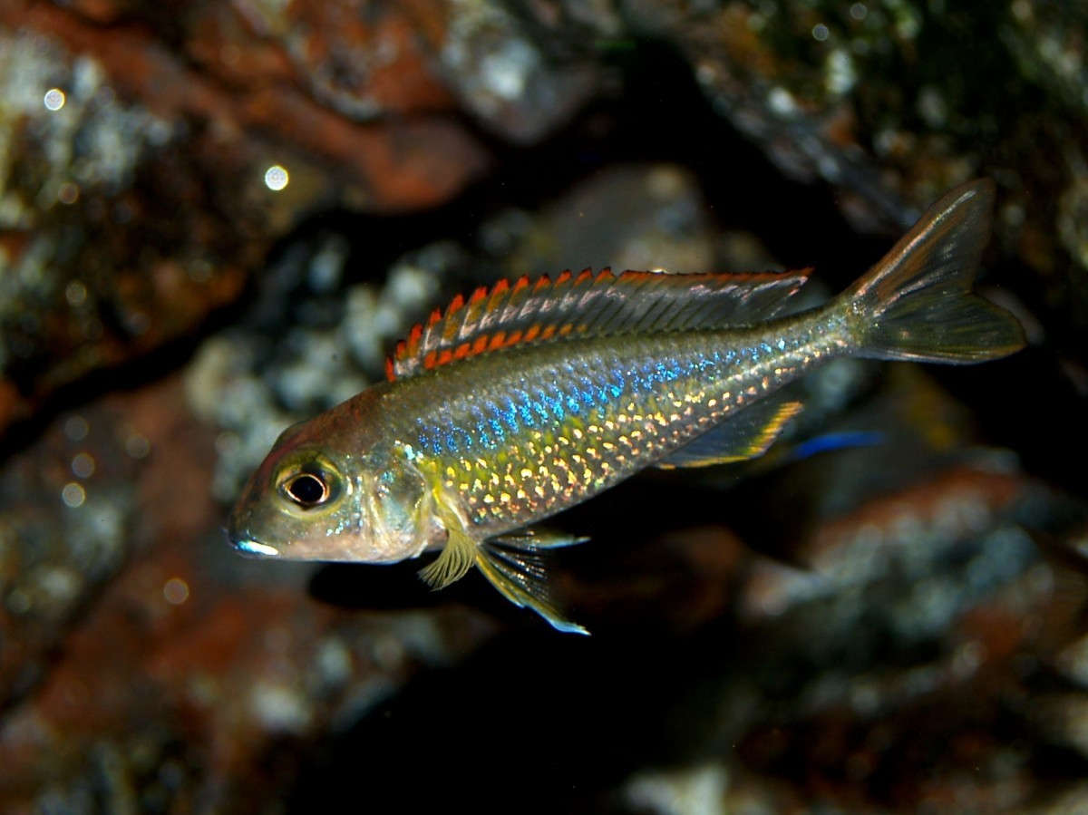 Callochromis Cichlid (Callochromis pleurospilus) :: African Cichlid Species  Profile :: AquariumDomain.com