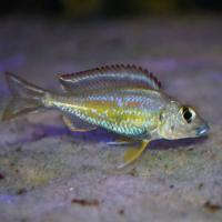 Callochromis Cichlid (Callochromis pleurospilus) :: African Cichlid Species  Profile :: AquariumDomain.com