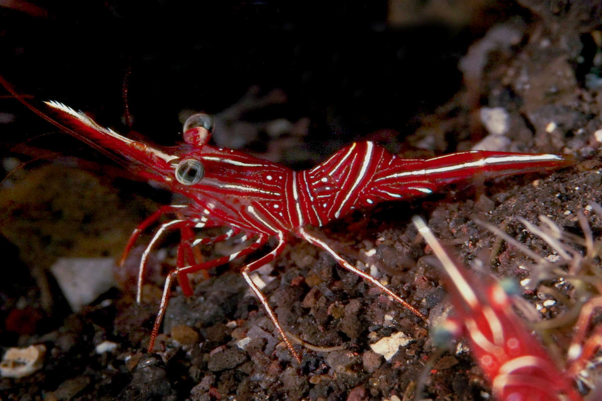 Camel Shrimp Rhynchocinetes Durbanensis Species Profile Aquariumdomain Com