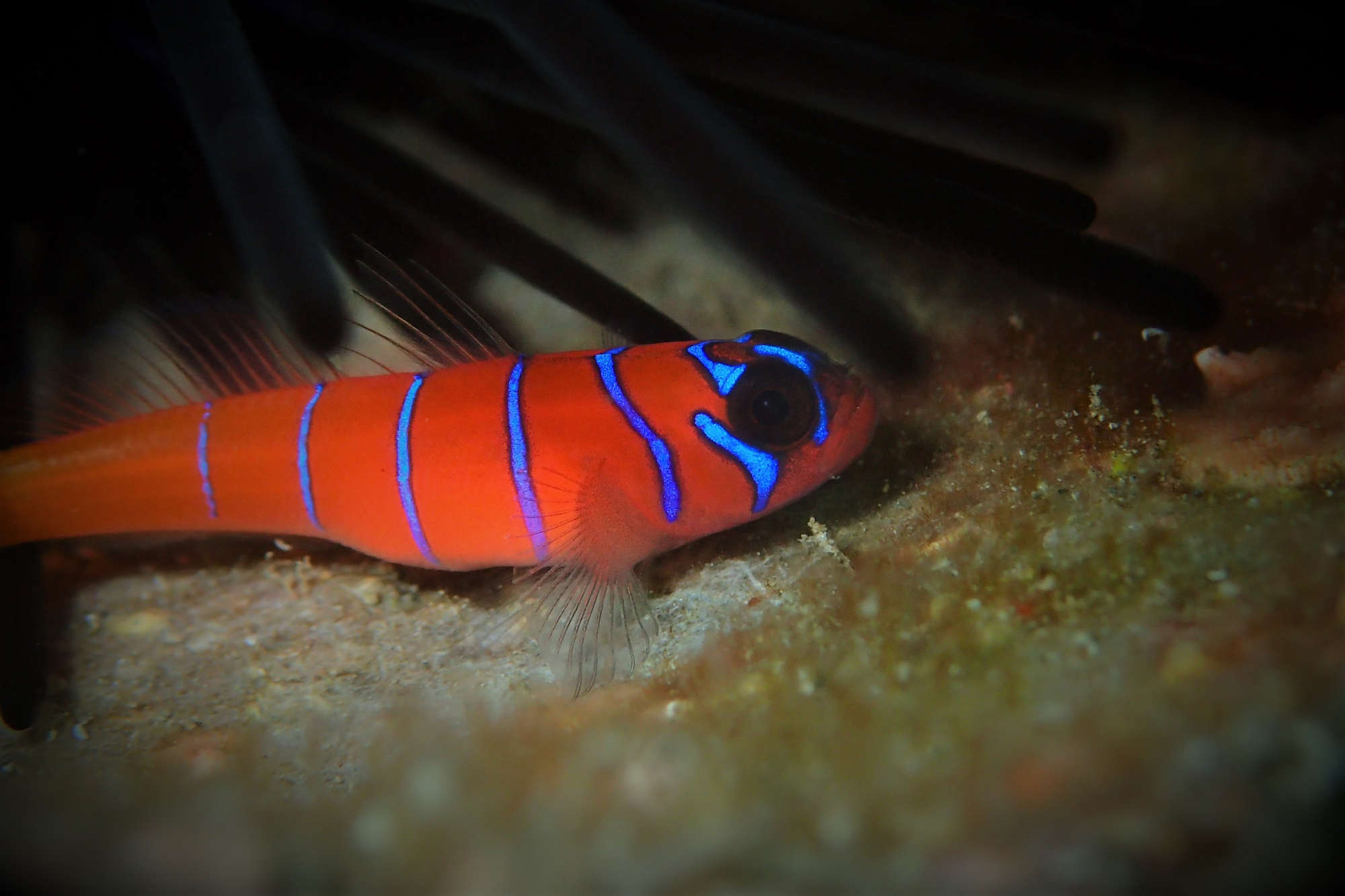 Catalina goby outlet care