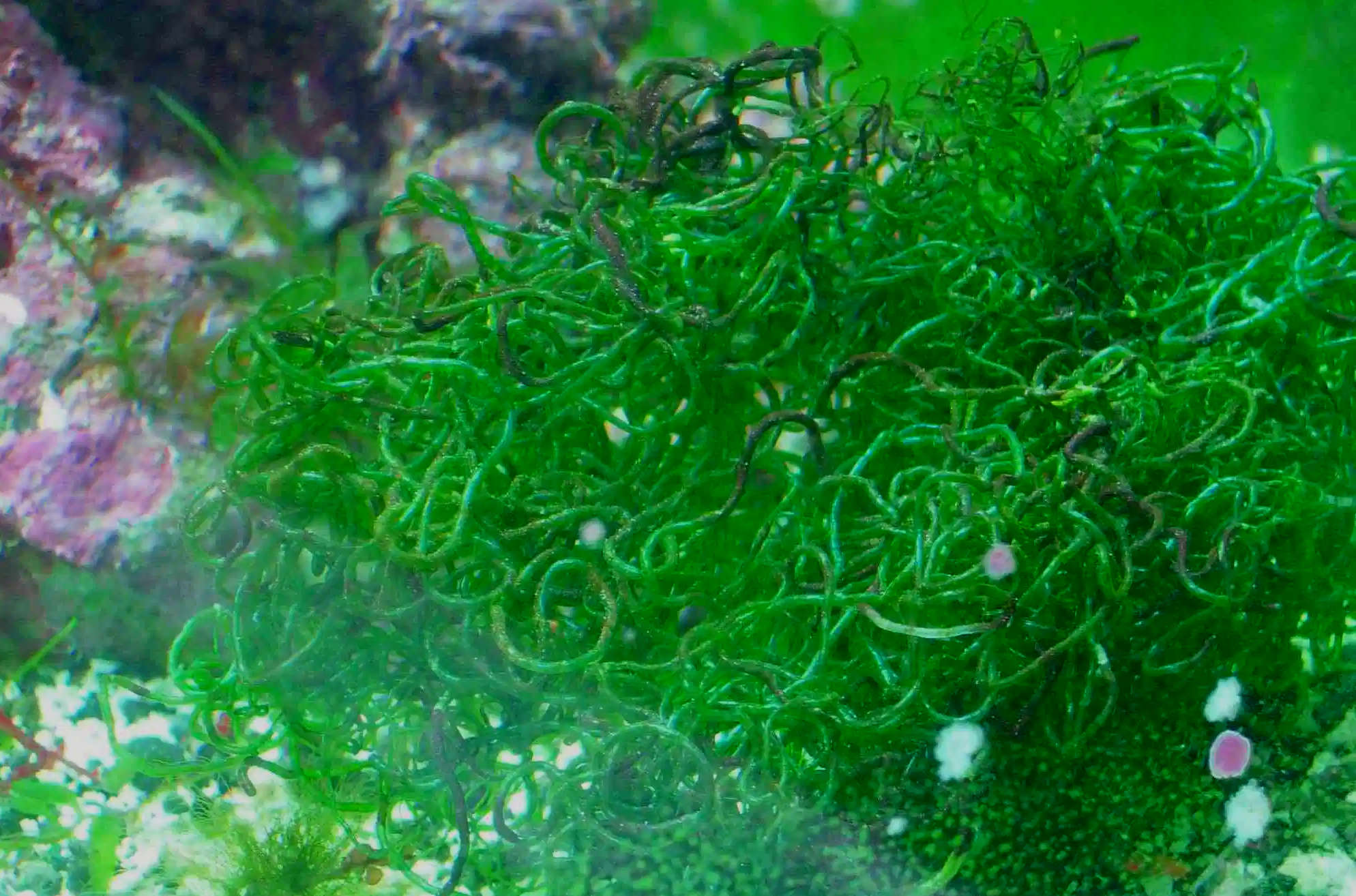 Chaetomorpha Algae Species Profile