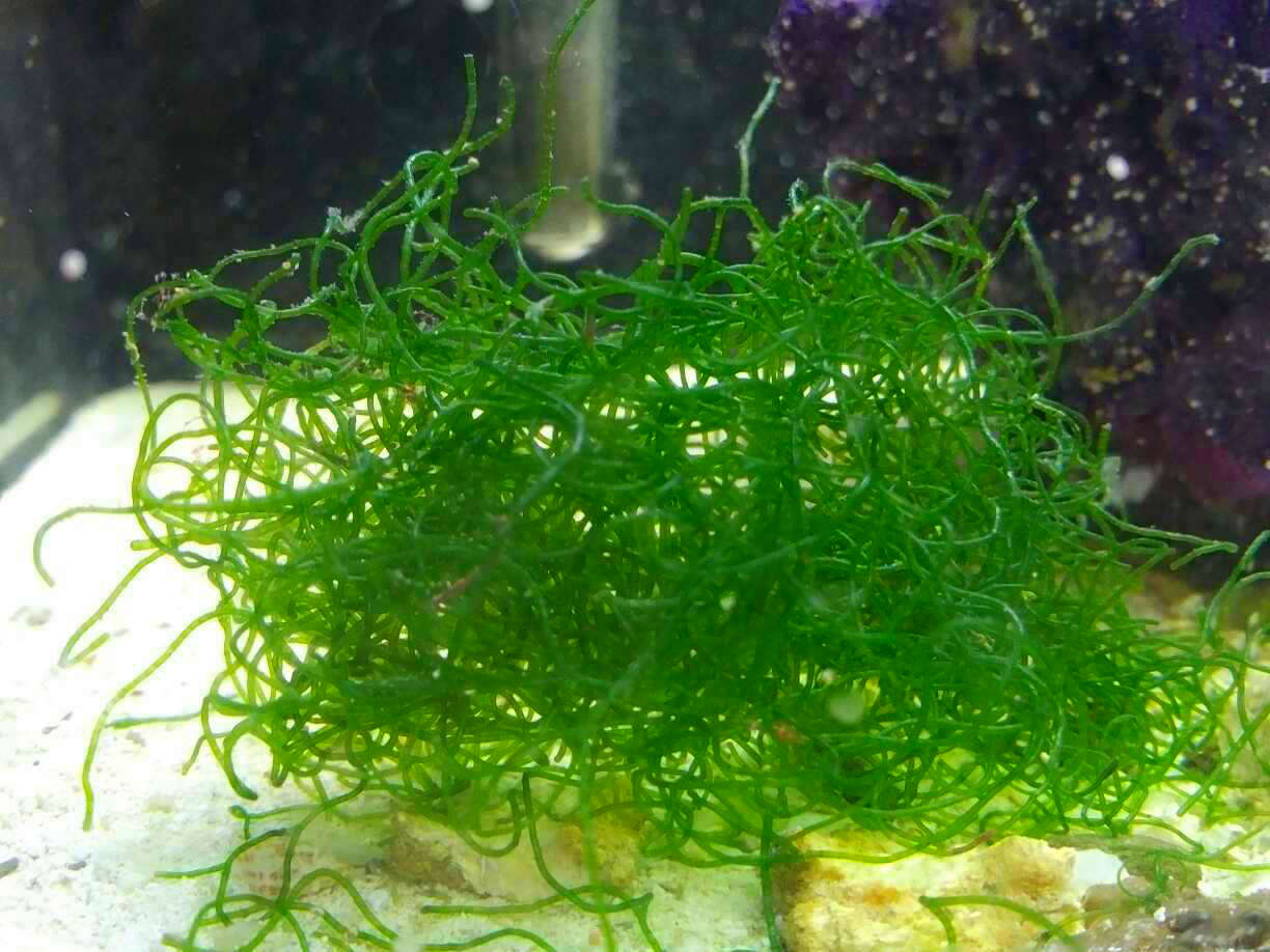 Chaetomorpha Algae Species Profile