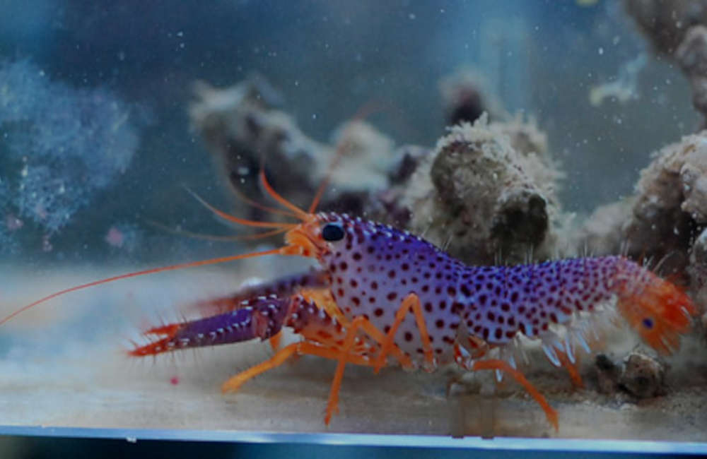 purple lobster freshwater