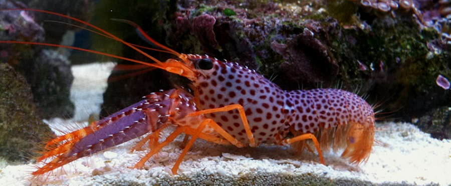 purple lobster freshwater
