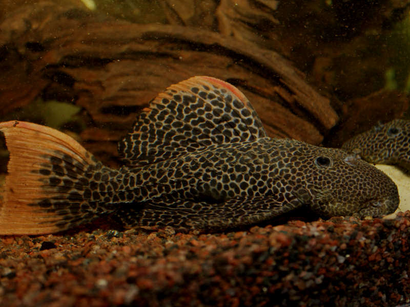 L114 on sale pleco care