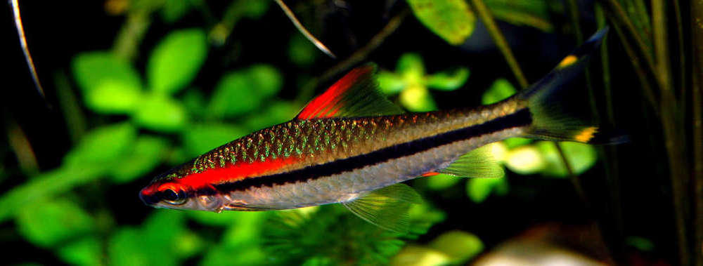 Denison Barb Barbus denisonii Species Profile AquariumDomain