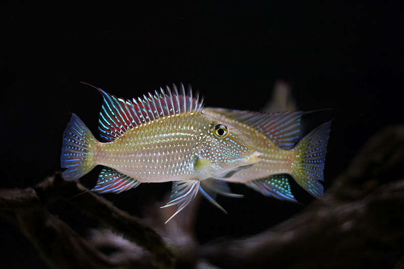 jurupari cichlid