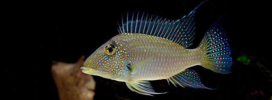 jurupari cichlid