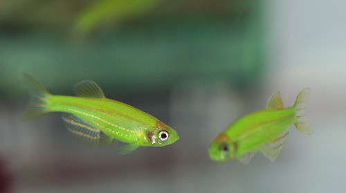 Electric Green GloFish® Danio (Danio rerio) Species Profile