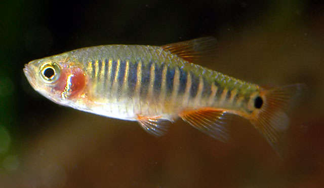 emerald dwarf rasbora care