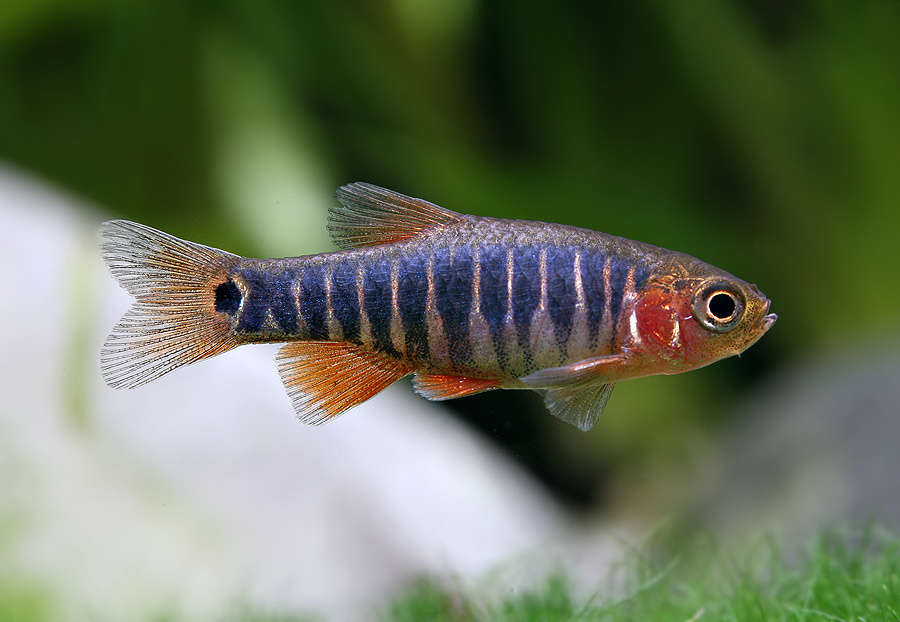 emerald dwarf rasbora care