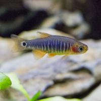 emerald dwarf rasbora care