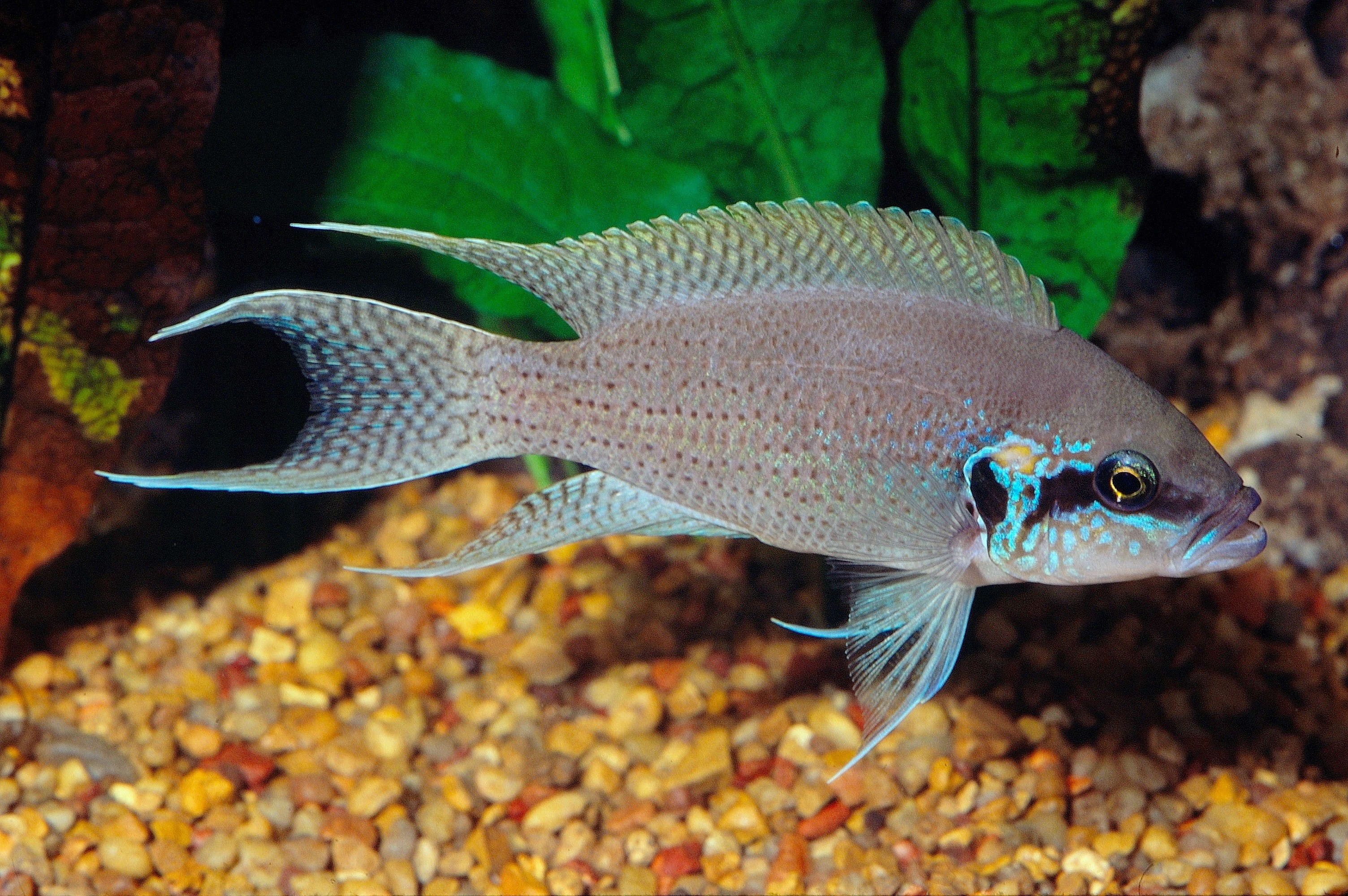 fairy cichlid