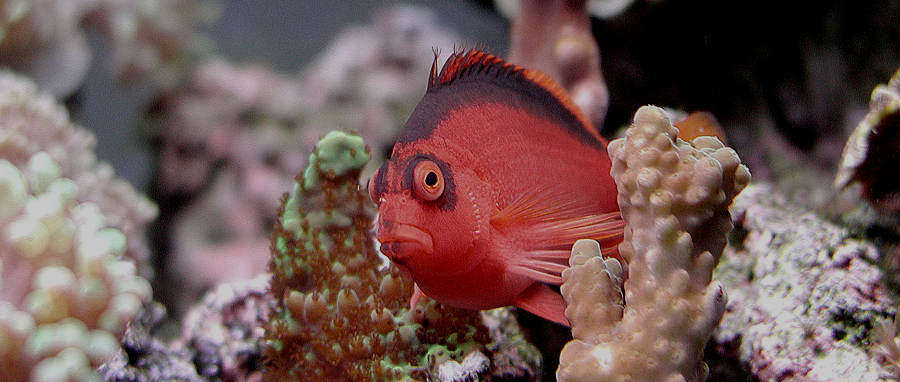 Flame Hawkfish: Saltwater Aquarium Fish for Marine Aquariums