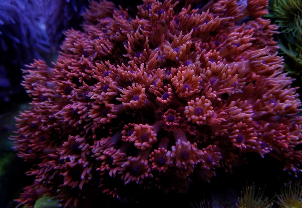 Flowerpot Coral Goniopora Sp Species Profile Aquariumdomain Com