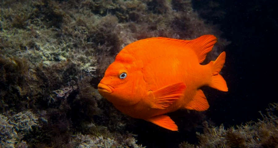 Stock photo of Close up of Garibaldi fish face {Hypsypops rubicunda},  Channel Islands…. Available for sale on