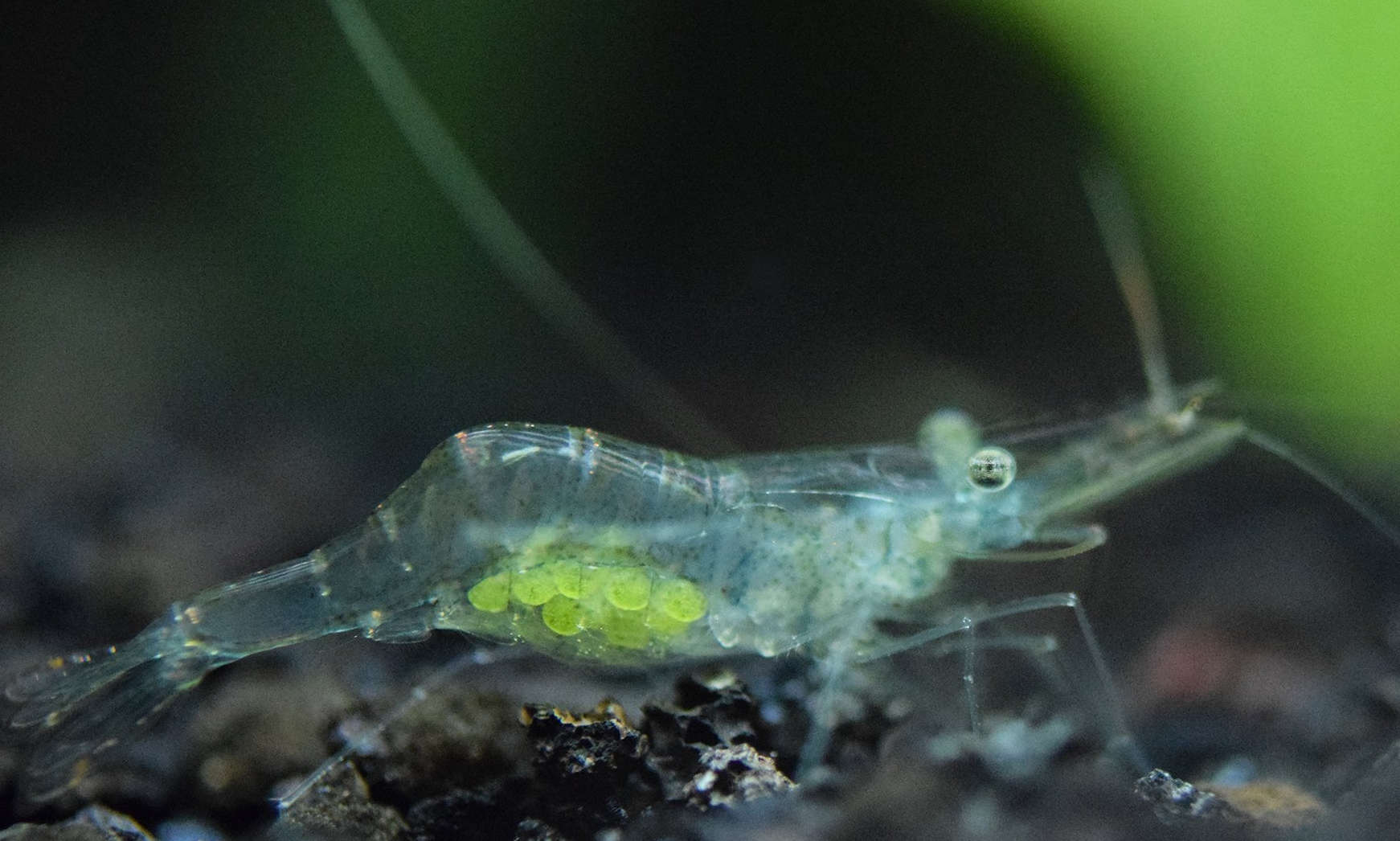 Ghost Shrimp (Palaemonetes paludosus) - Standard Aquarium Label