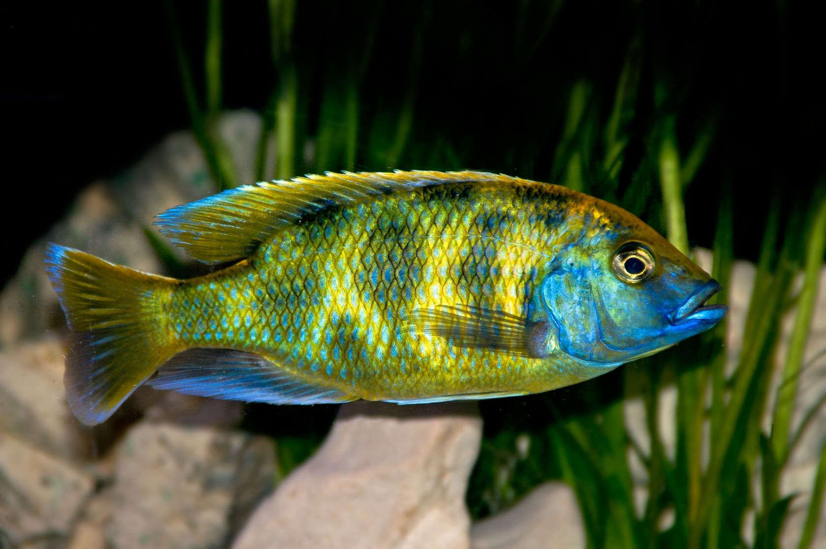 giraffe cichlid fish