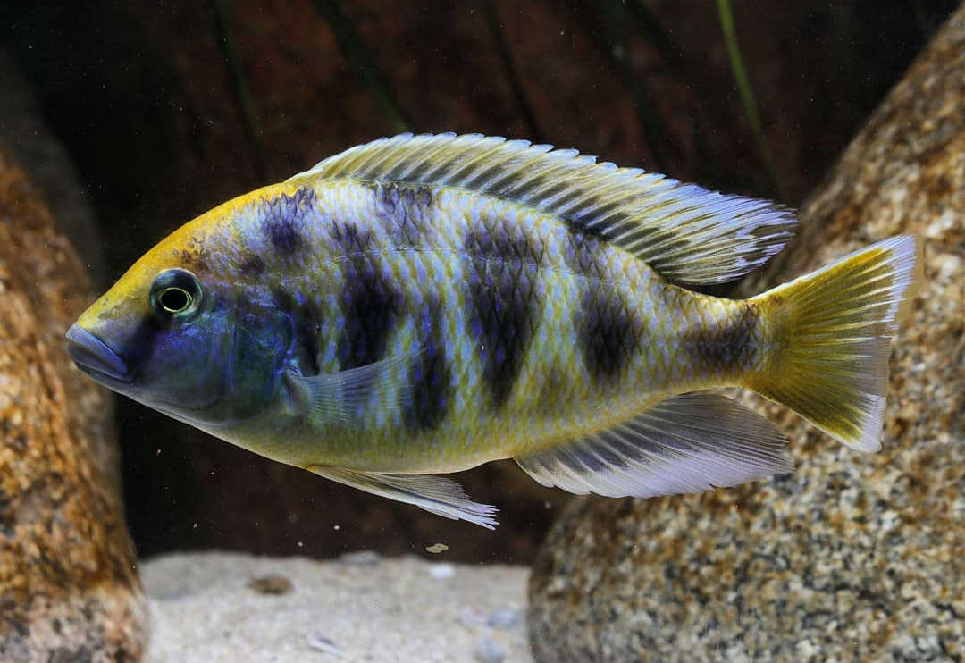 giraffe cichlid fish