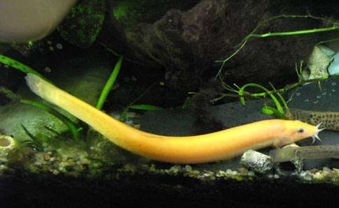 Gold dojo loach clearance care