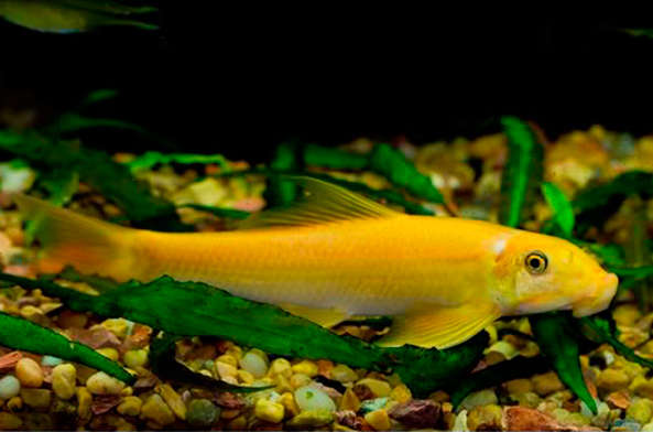 Golden algae eater outlet care